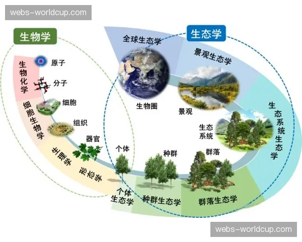 内容二次创作授权平台兴起 重构体育版权分发生态